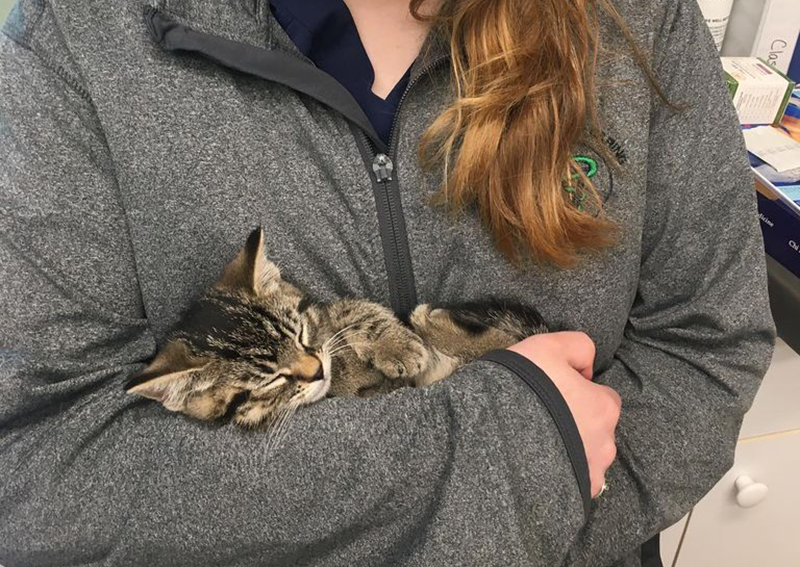 Kitten Veterinary Care, Tanneberger